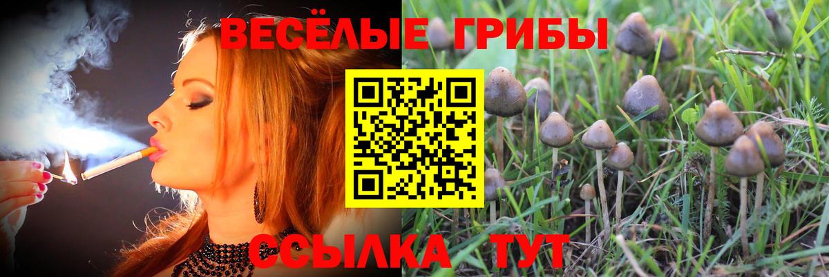 Галлюциногенные грибы MAGIC MUSHROOMS  Галлюциногенные грибы Magic Shrooms  Гатчина  наркошоп  Вход с VPN 